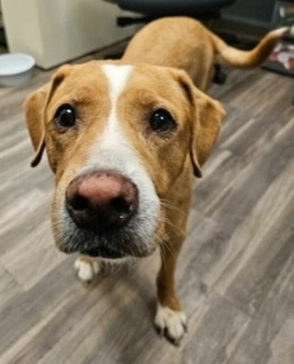 Heart-Tugging Tale of Abandoned Pup Longing for a Forever Home-1