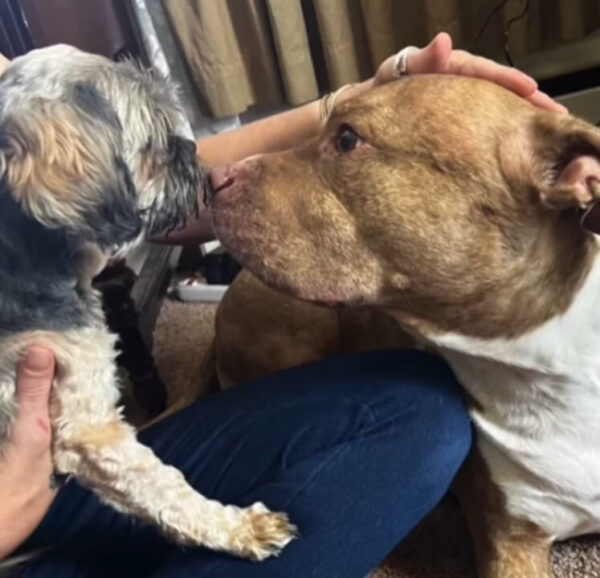 How One Woman's Love Helped Her Dog Heal from Heartbreak-1