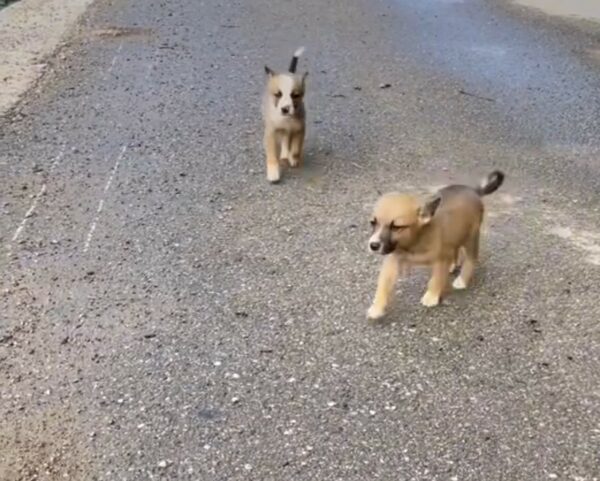 La súplica desesperada de mamá perro lleva al rescatador a un descubrimiento desgarrador-1