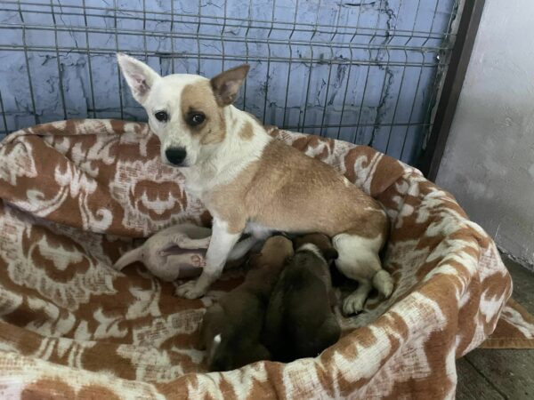 La súplica desesperada de mamá perro lleva al rescatador a un descubrimiento desgarrador-1