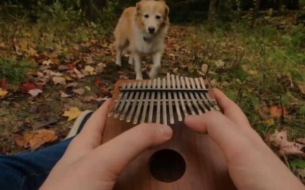 Music’s Magical Effect on Dogs: A Must-See Moment-1