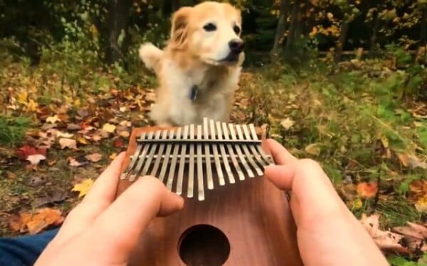 El efecto mágico de la música en los perros: un momento imperdible-1