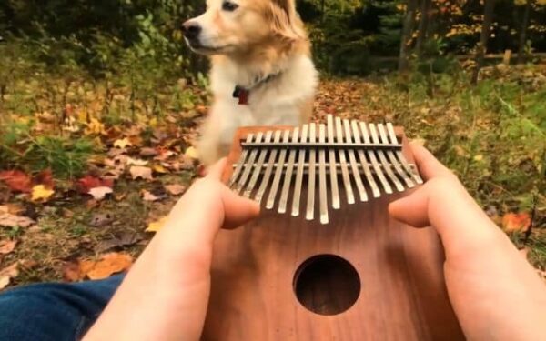 El efecto mágico de la música en los perros: un momento imperdible-1