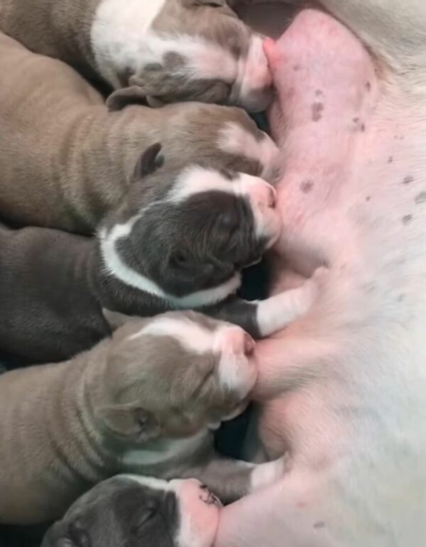 El amor inquebrantable de la nueva mamá perro por sus cachorros derretirá tu corazón-1