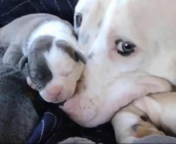 El amor inquebrantable de la nueva mamá perro por sus cachorros derretirá tu corazón-1