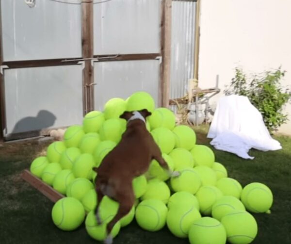 La reacción de un cachorro encantado ante 100 pelotas de tenis derretirá tu corazón-1