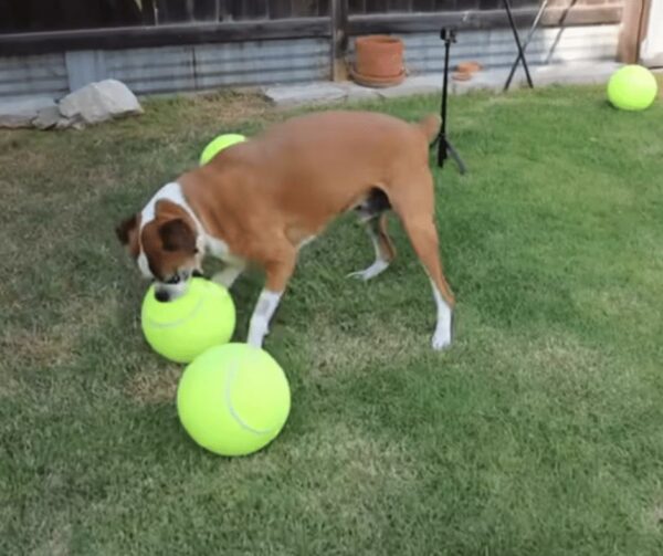 La reacción de un cachorro encantado ante 100 pelotas de tenis derretirá tu corazón-1