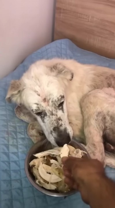 Un transeúnte hace un descubrimiento sorprendente: el viaje milagroso de un perro hambriento hacia la recuperación-1