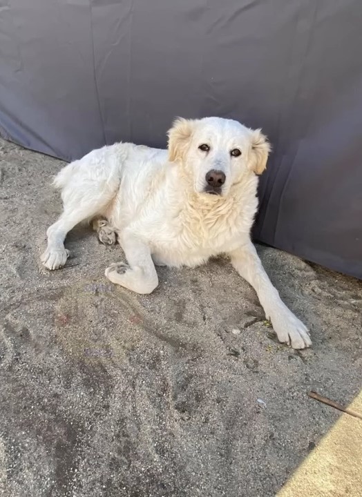 Un transeúnte hace un descubrimiento sorprendente: el viaje milagroso de un perro hambriento hacia la recuperación-1