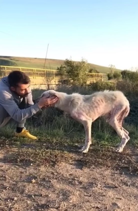 Passerby Makes Astonishing Discovery: Starving Dog's Miraculous Journey to Recovery-1