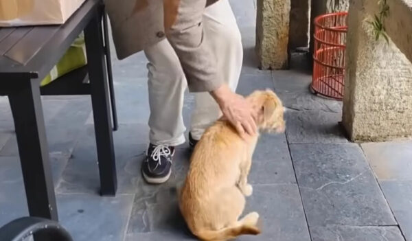 Las inquebrantables visitas de una perra callejera preñada conducen a una conexión inolvidable-1