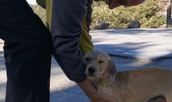 Pregnant Stray Dog's Unwavering Visits Lead to an Unforgettable Connection-1