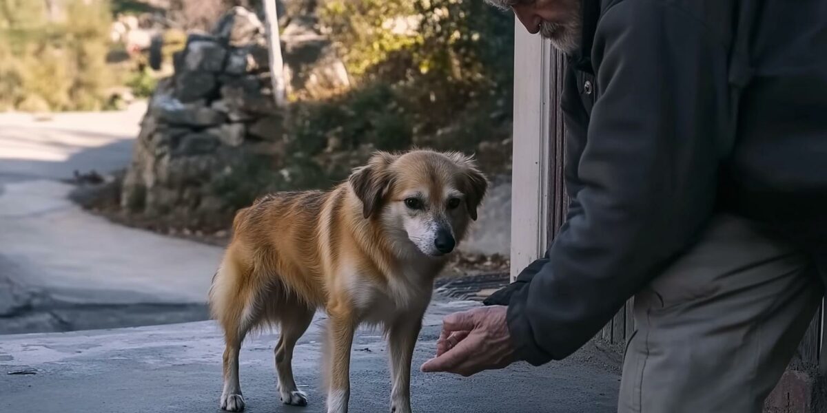 Pregnant Stray Dog's Unwavering Visits Lead to an Unforgettable Connection