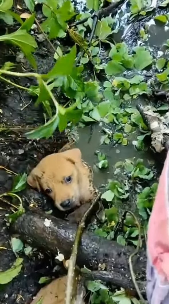 Cachorros en peligro: La inolvidable historia de supervivencia y esperanza-1