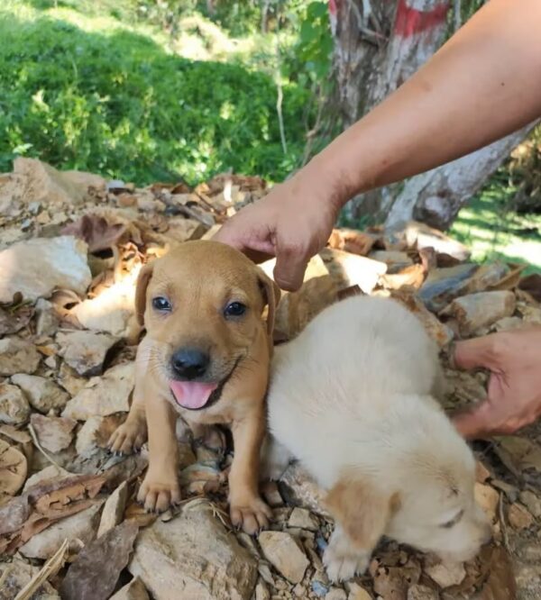 Cachorros en peligro: La inolvidable historia de supervivencia y esperanza-1