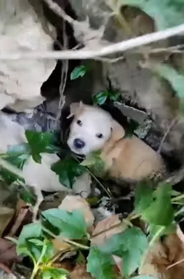 Cachorros en peligro: La inolvidable historia de supervivencia y esperanza-1