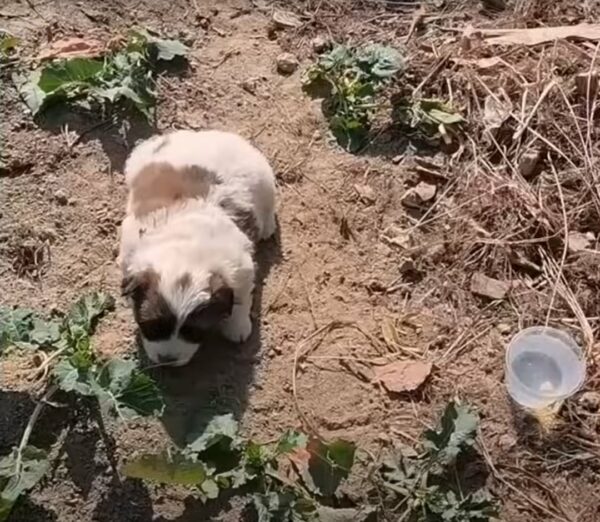 Rescue Mission: How One Woman's Quick Actions Saved a Puppy from Near Death in Sweltering Heat-1