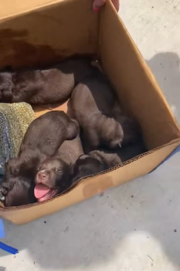 Rescue Mission: Tiny Puppies Found Abandoned in Dumpster-1