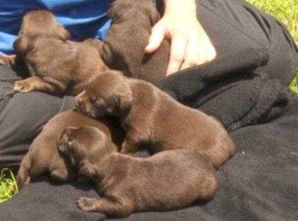 Rescue Mission: Tiny Puppies Found Abandoned in Dumpster-1