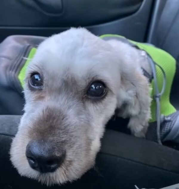 Cachorro rescatado atado a un bote de basura encuentra el improbable Hero-1