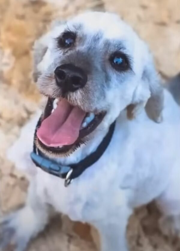 Cachorro rescatado atado a un bote de basura encuentra el improbable Hero-1