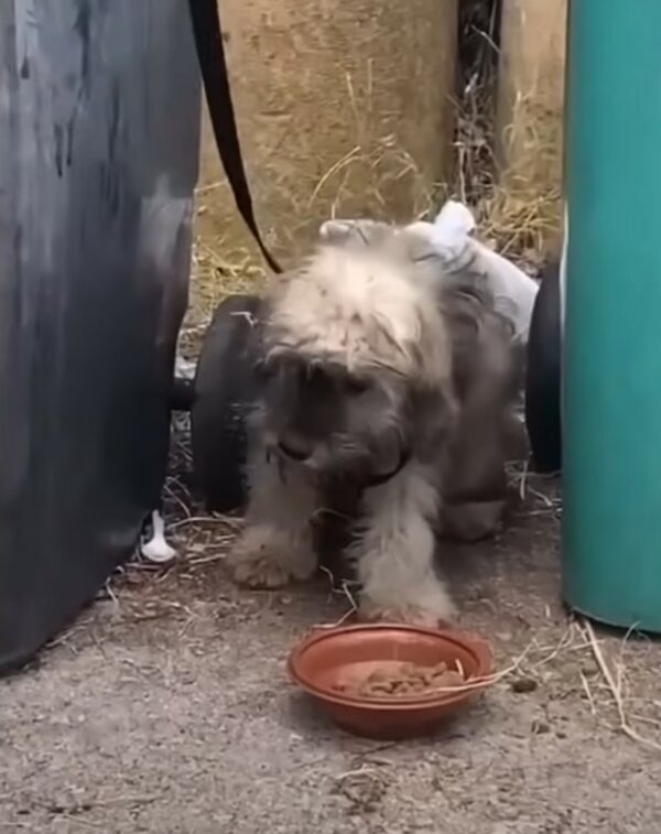 Rescued Puppy Tied To Trash Can Finds Unlikely Hero-1