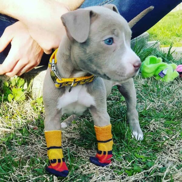 Cachorro rescatado sin patas delanteras encuentra el amor y un nuevo hogar-1