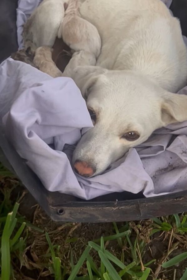 Los rescatistas descubren el desgarrador secreto del cachorro abandonado en el patio de un extraño-1