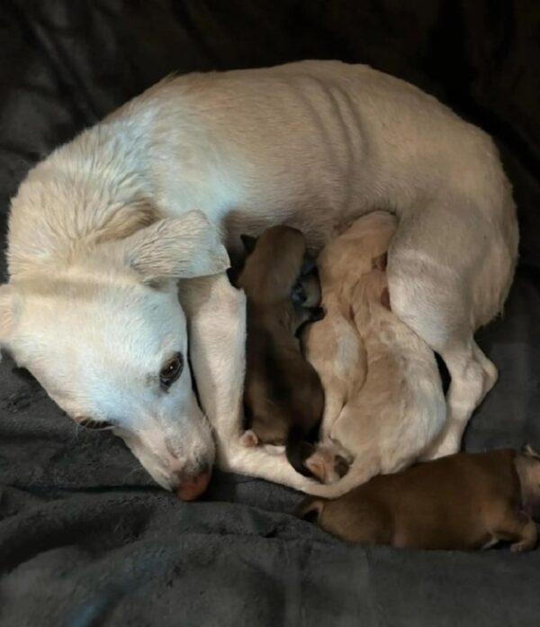 Los rescatistas descubren el desgarrador secreto del cachorro abandonado en el patio de un extraño-1