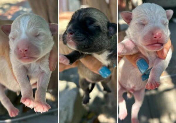 Rescuers Discover Abandoned Pup's Heartbreaking Secret in a Stranger's Yard-1