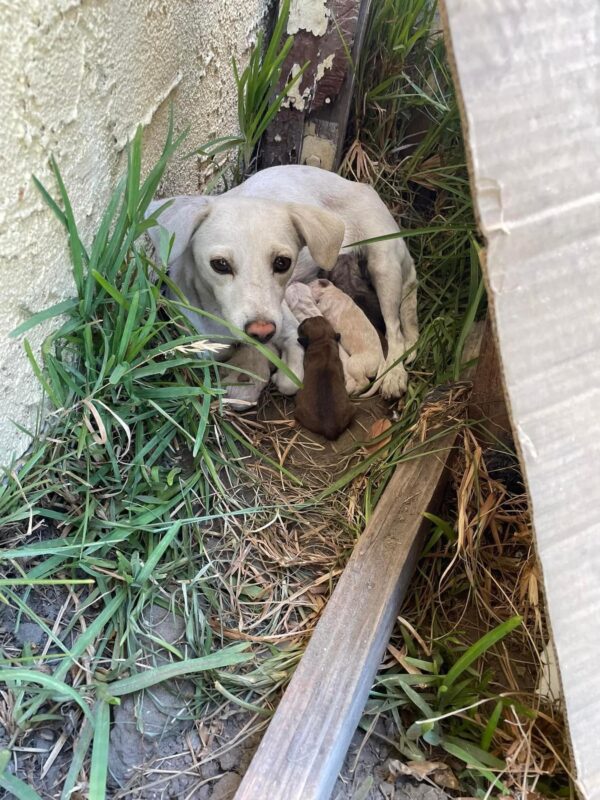 Los rescatistas descubren el desgarrador secreto del cachorro abandonado en el patio de un extraño-1