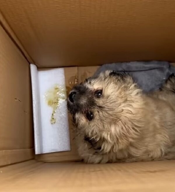 Rescuers Discover Whimpering Puppy Trapped in Bushes: A Tale of Hope and Healing-1