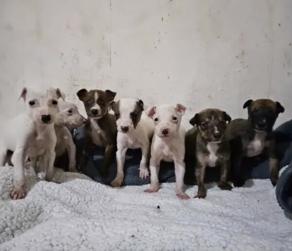 Rescuers' Emotional Journey: From Despair to Hope for a Starving Mom Dog and Her Puppies-1