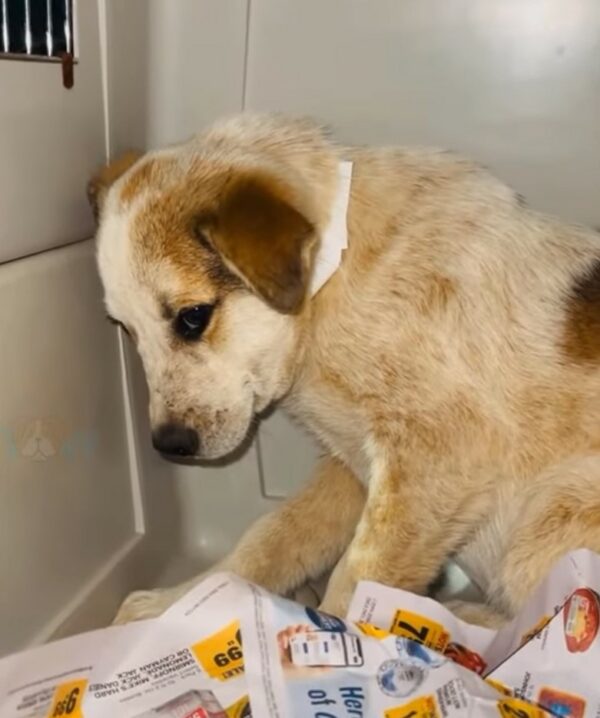 Rescuers Face Heart-Wrenching Choice: Only One Puppy Can Be Saved-1