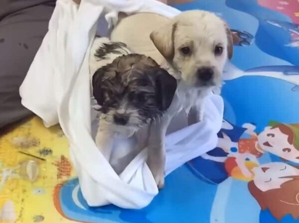 Rescuers Follow Puppy’s Desperate Plea and Uncover a Heart-Tugging Surprise-1