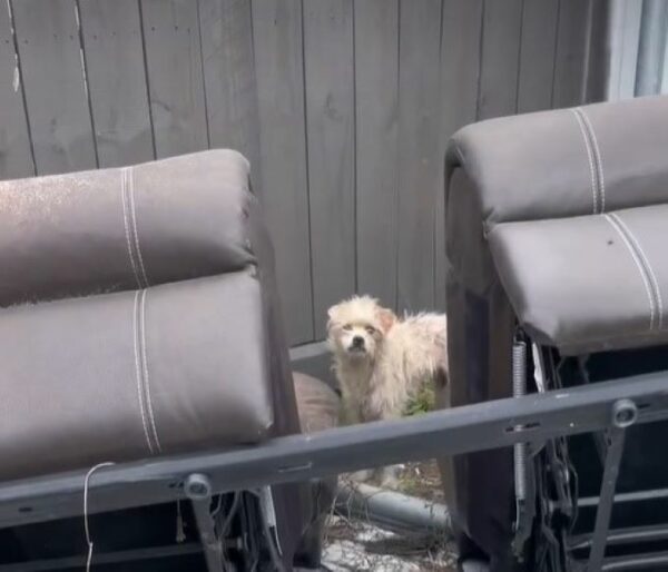 Rescuer's Ingenious Plan to Save a Terrified Dog on an Abandoned Couch-1