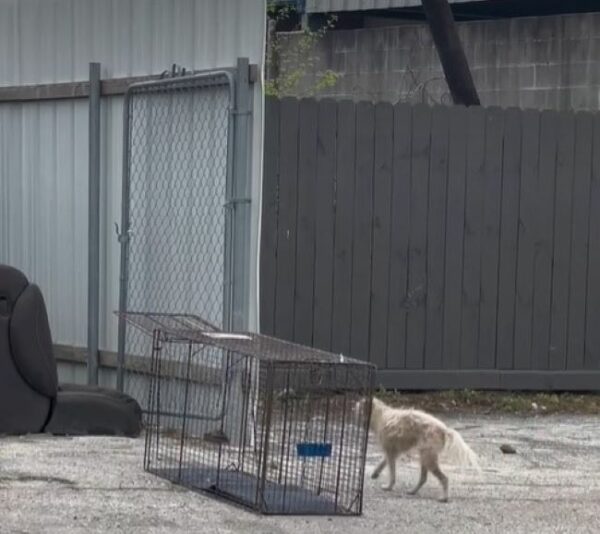 El ingenioso plan de un rescatador para salvar a un perro aterrorizado en un sofá abandonado-1