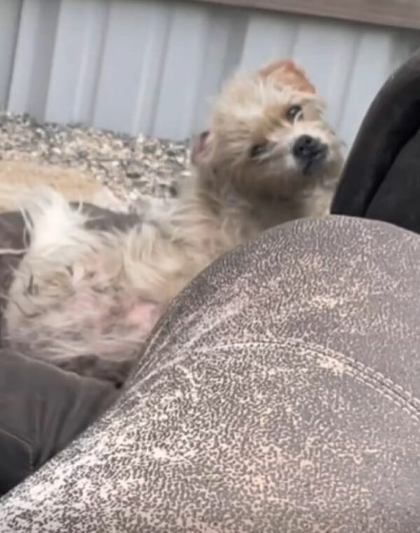 Rescuer's Ingenious Plan to Save a Terrified Dog on an Abandoned Couch-1