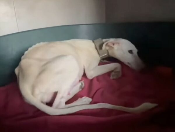 Rescuers Save Starving Dog and Uncover Astonishing Truth-1