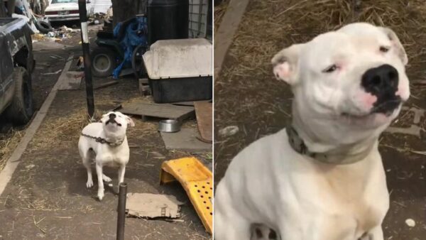 El inesperado encuentro del rescatador con un perro encadenado te tocará la fibra sensible-1