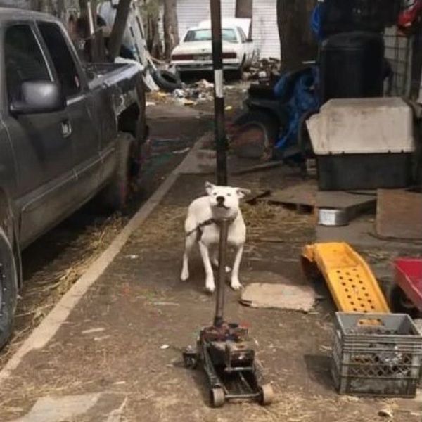 El inesperado encuentro del rescatador con un perro encadenado te tocará la fibra sensible-1