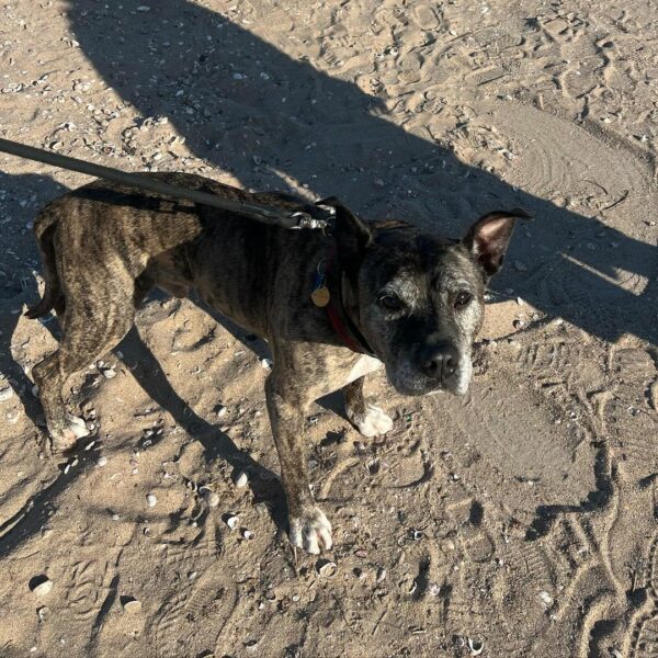 La primera prueba de amor de un perro mayor después de un abandono desgarrador-1