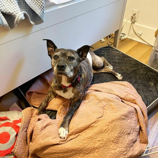 La primera prueba de amor de un perro mayor después de un abandono desgarrador-1