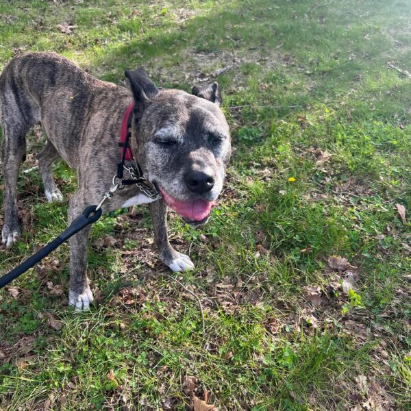 La primera prueba de amor de un perro mayor después de un abandono desgarrador-1