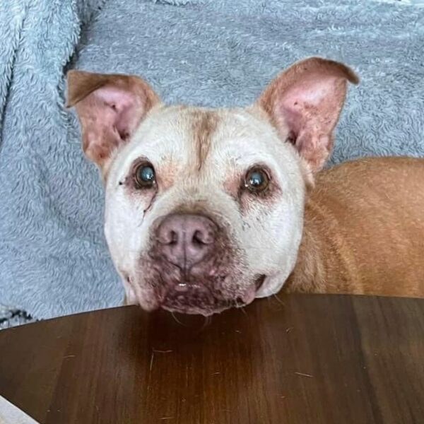 The Heart-Stirring Journey of a 20-Year-Old Pitbull's Irresistible Smile-1