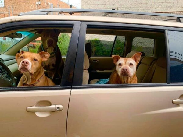 El conmovedor viaje de la irresistible sonrisa de un pitbull de 20 años-1