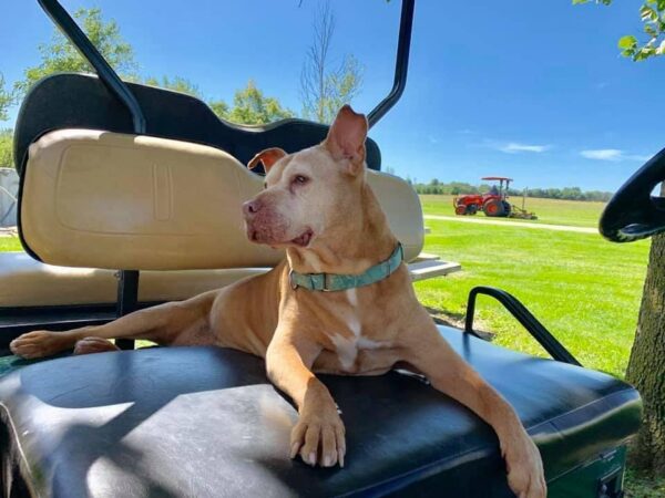 The Heart-Stirring Journey of a 20-Year-Old Pitbull's Irresistible Smile-1