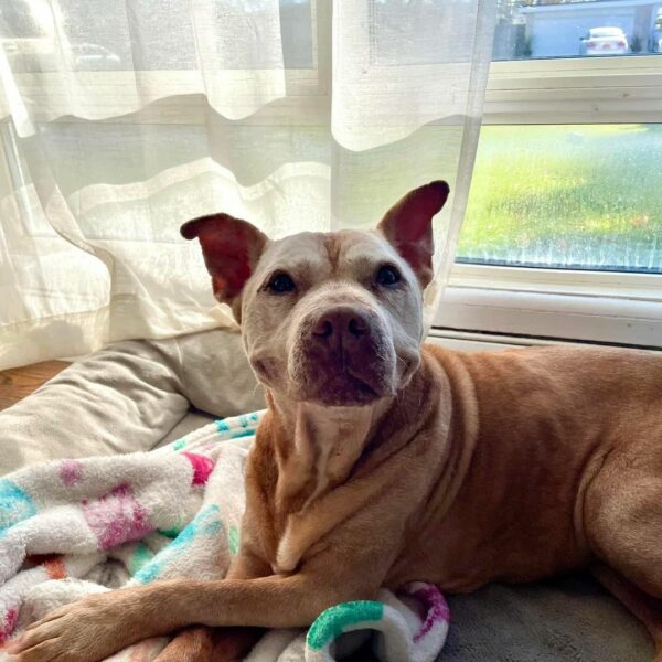 The Heart-Stirring Journey of a 20-Year-Old Pitbull's Irresistible Smile-1