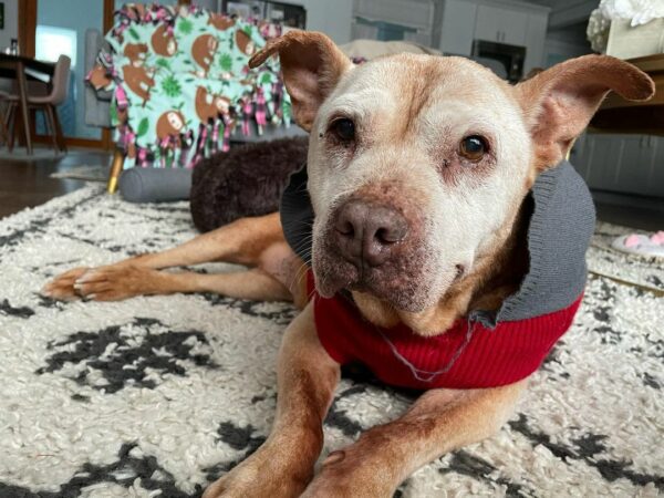 The Heart-Stirring Journey of a 20-Year-Old Pitbull's Irresistible Smile-1