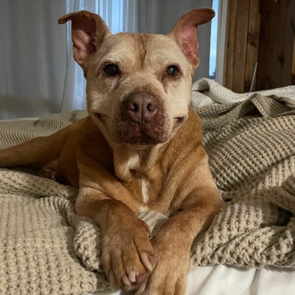 The Heart-Stirring Journey of a 20-Year-Old Pitbull's Irresistible Smile-1